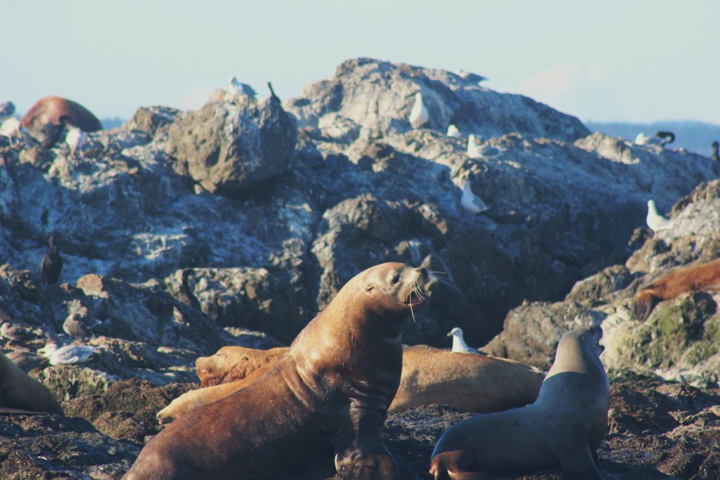 Sea lions sunning on the rocks