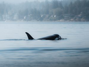 Orca swimming
