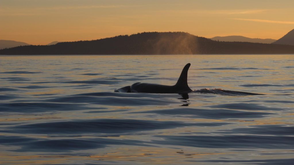 Orca swimming at sunset