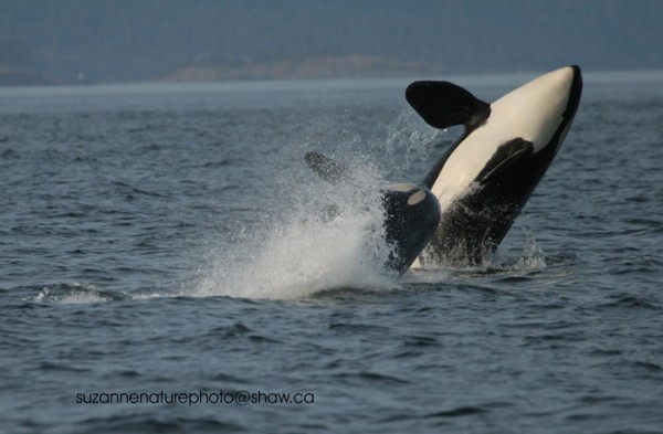 Two orcas breaching