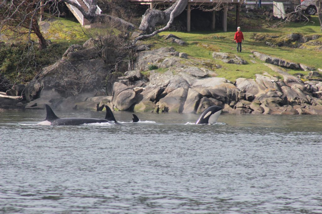 Orca pod swimming next to the shore