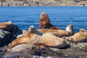 Seals lying on a rock