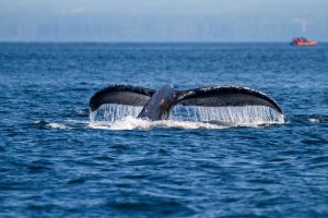 Humpback Whale Tale