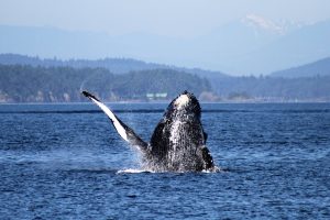 Humpback whale breaching