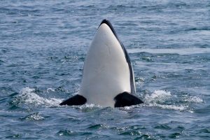 Killer whale skyhopping