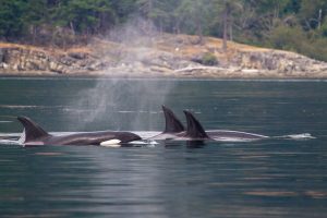 Pod of orca swimming