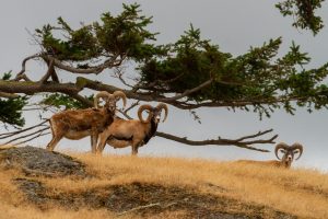 2 bighorn sheepon an island