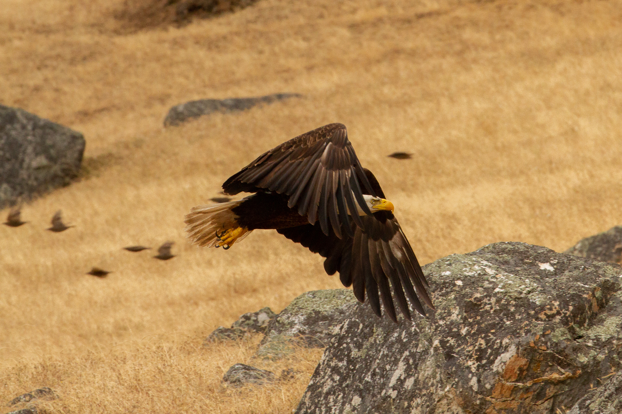 baldge eagle flying over the gulf islands