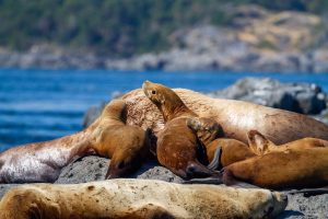 Sea lions resting on a rock