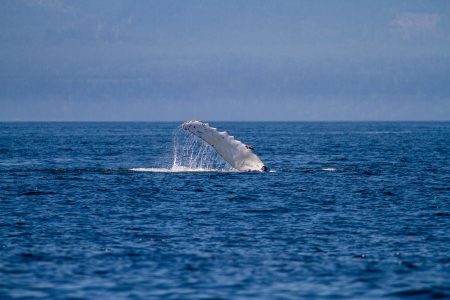 Playful Humpback whale