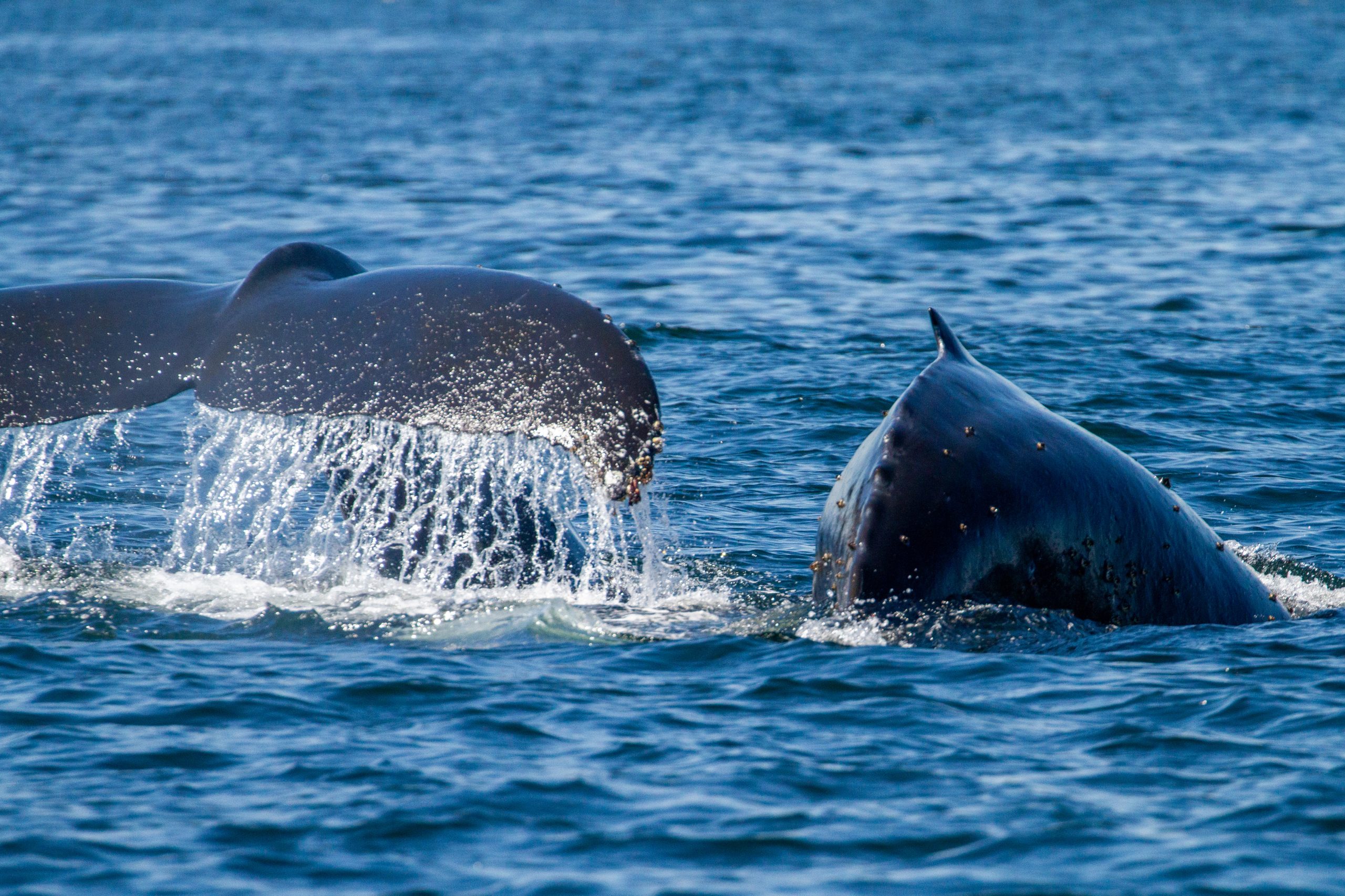 Humbpack whale swimming