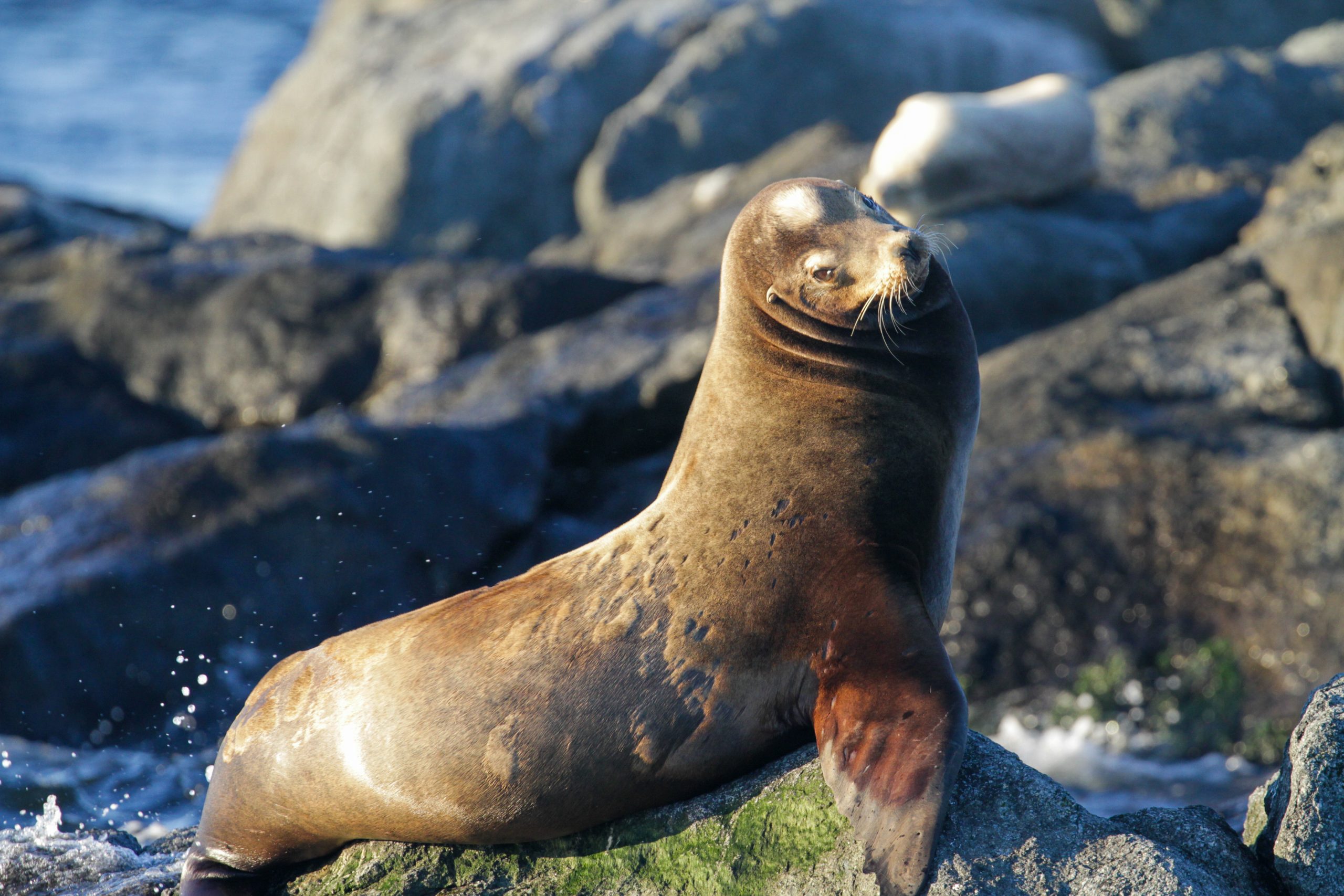 A Sea lion resting on a rock