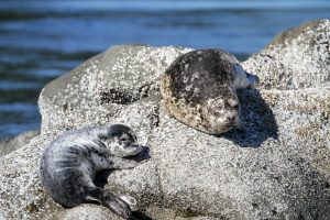 Seals resting on rocks