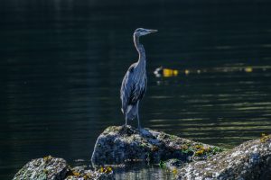 Heron