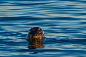A seal coming out of the water