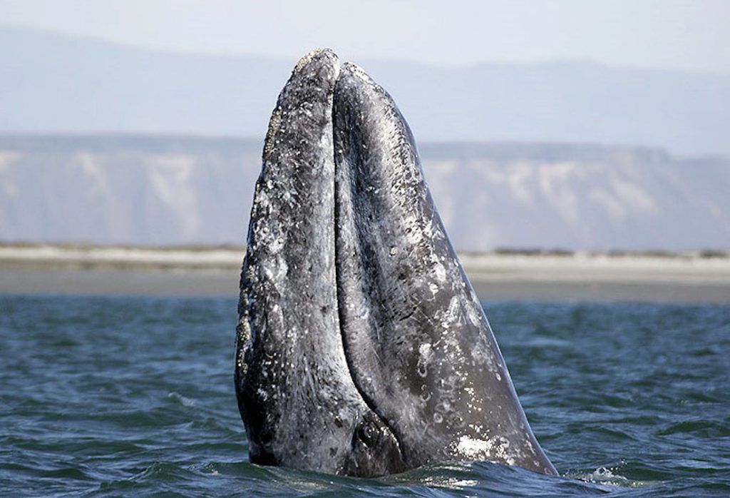 Gray whale spy hopping