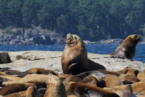 sea lions resting on rocks