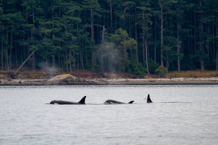 Pod of orcas travelling in the salish sea