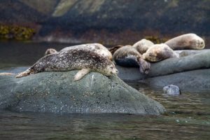 seals resting on rocks