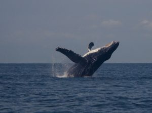 Humpback whale breaching