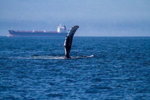 humpback whale fin