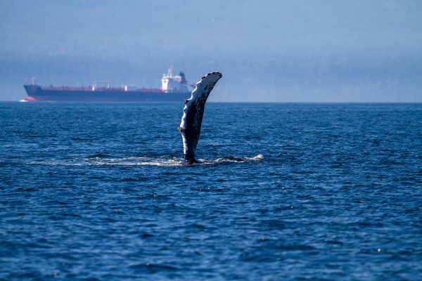 humpback whale fin