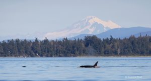 Orca swimming