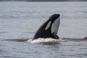 Orca skyhopping