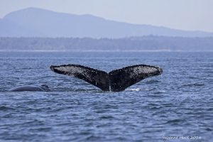 humpback whale tale