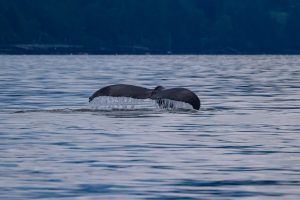 humpback whale tale