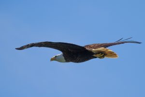 Eagle flying