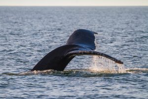 humpback whale tale