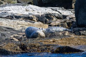2 seals sleeping on a rock