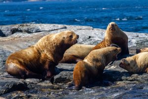 2 sea lions