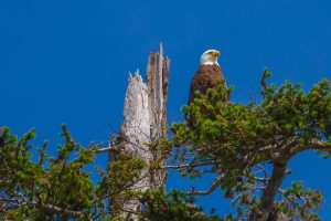 Bald eagle resting on his nest