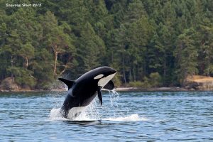 Orca breaching