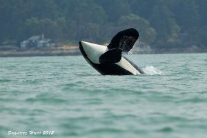 Orca breaching