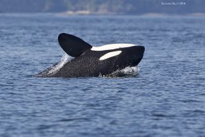 Orca swimming