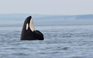 Orca spyhopping