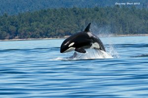Orca breaching