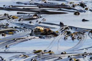 Sea otter resting