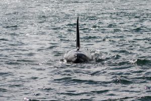 Orca dorsal fin