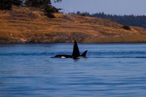 Orcas swimming near the shore