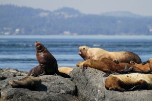 Sea lions on a rock