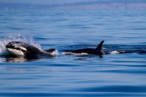 Orcas swimming with a baby