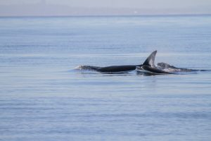 Orcas swimming with baby