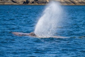 Humpback breaching