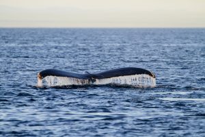 Humpback whale tale