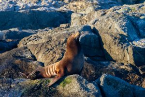 One sea lion resting on a rock