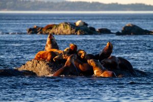 sea lions resting on a rock